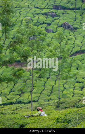 Woman picking plateau avec clippers dans un champs arborent des usines de thé dans une plantation de thé, juste à l'extérieur de Munnar, Kerala, Inde Banque D'Images