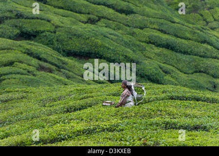 Woman picking plateau avec clippers dans un champs d'teaplants arborent des dans une plantation de thé, juste à l'extérieur de Munnar, Kerala, Inde Banque D'Images