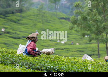 Woman picking plateau avec clippers dans une plantation de thé, juste à l'extérieur de Munnar, Kerala, Inde Banque D'Images