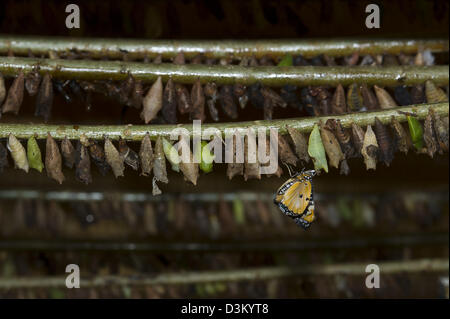 Chrysalide (Chrysalis), Projet Kipepeo Butterfly Farm, d'Arabuko Sokoke, Watamu, Kenya Banque D'Images