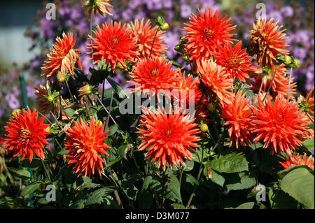 (Afp) - Rusty-rouge dahlias en fleurs en photo dans un chantier de Prien, 10 octobre 2005. La fin de l'été les fleurs sont un signe indubitable pour l'automne arrive. La saison des composées commence en août et se termine en octobre lorsque la première nuit arrive au gel. Le dahlia est nommé d'après le botaniste suédois Andreas Dahl (1751-1798) qui introduit la fleur du Mexique en th Banque D'Images