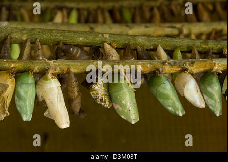 Chrysalide (Chrysalis), Projet Kipepeo Butterfly Farm, d'Arabuko Sokoke, Watamu, Kenya Banque D'Images