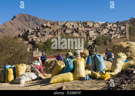 Les villageois jusqu'ensachage en sacs de fourrage, avec Village Aremd derrière, près de l'Imlil, Maroc Banque D'Images