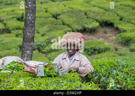 Smiling Woman picking plateau avec clippers dans une plantation de thé, juste à l'extérieur de Munnar, Kerala, Inde Banque D'Images