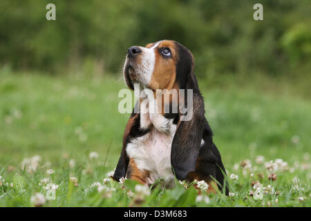 Chiot Basset Hound Dog sitting in a meadow Banque D'Images