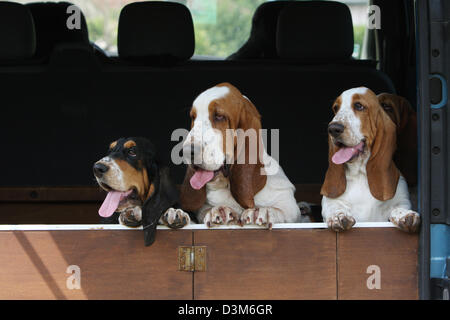 Chien Basset Hound trois adultes différentes couleurs debout dans le coffre d'une voiture Banque D'Images