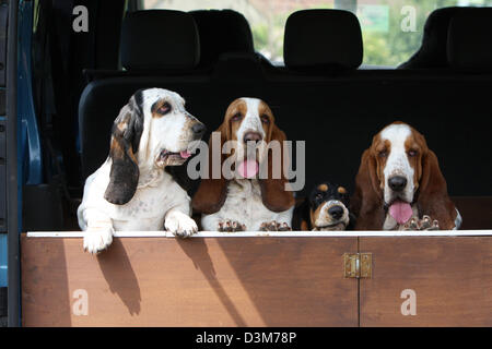 Chien Basset Hound quatre adultes différentes couleurs debout dans le coffre d'une voiture Banque D'Images