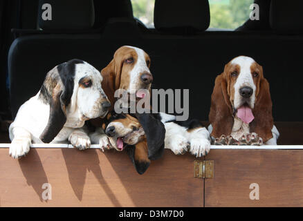 Chien Basset Hound quatre adultes différentes couleurs debout dans le coffre d'une voiture Banque D'Images