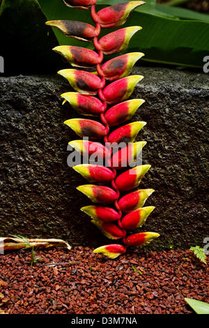 Une tige de la pendaison Heliconia toucher le sol montrant ses bractées rouge vif et jaune contre une bordure en béton, la réunion Banque D'Images