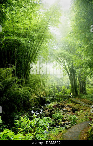 Détail de verdure sur la piste de Cirque de Salazie jusqu'à Foret de Belouve, île française de la Réunion, océan Indien Banque D'Images