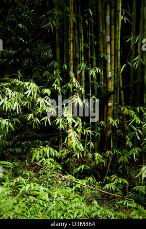 Détail de verdure sur la piste de Cirque de Salazie jusqu'à Foret de Belouve, île française de la Réunion, océan Indien Banque D'Images