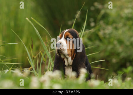 Chiot Basset Hound Dog sitting in a meadow Banque D'Images