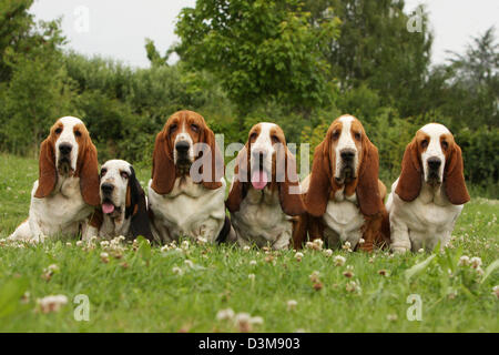 Chien Basset Hound cinq adultes différentes couleurs assis dans un pré Banque D'Images