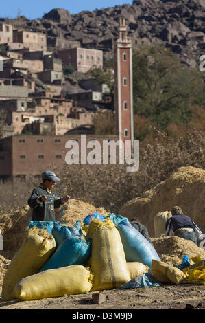 Les villageois jusqu'ensachage en sacs de fourrage, avec la mosquée du village derrière, Village Aremd, près de l'Imlil, Maroc Banque D'Images