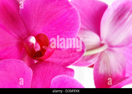 Belles fleurs orchidée rose - détail de pétales de fleurs Banque D'Images