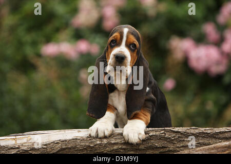 Chiot Basset Hound chien couché sur un bois Banque D'Images