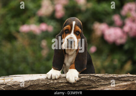 Chiot Basset Hound chien couché sur un bois Banque D'Images