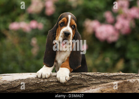 Chiot Basset Hound chien couché sur un bois Banque D'Images