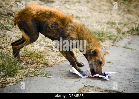 Chien errant, Bhoutan, Asie Banque D'Images