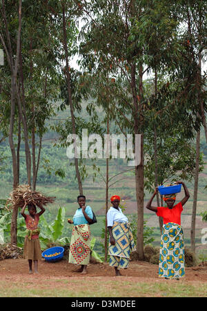 La photo montre les femmes et sur le côté gauche une petite fille la collecte du bois près du village Umubano, l'ouest du Rwanda, le 17 janvier 2006. 12 ans après le génocide de 1994, au cours de laquelle plus de 800 000 personnes ont été victimes d'un massacre de 100 jours d'une durée entre la population tutsi et hutu, la situation dans le pays revient lentement à la normale. Alors que la situation politique h Banque D'Images