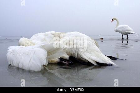 Un cygne mort se trouve sur la plage tandis qu'un autre swan se trouve dans la mer Baltique près de la ville de Trente sur l'île de Rügen, Allemagne, le jeudi 16 février 2006. Tout comme la journée, avant que d'autres dead swans ont été découverts sur l'île. L'institut Robert-Koch a signalé le premier cas présumés de la H5N1 bird flu virus mardi dans les cygnes sauvages, et le gouvernement de Berlin n'a ordonné à tous les Banque D'Images