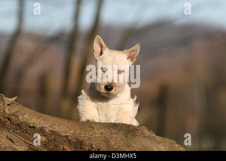 Chien Scottish Terrier / Scottie / chiot assis sur un tronc d'arbre Banque D'Images