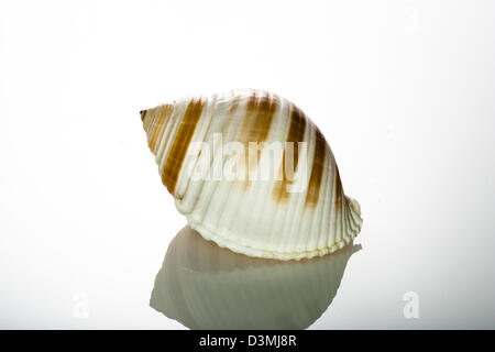 Shell, Nautilus, spirale, patron de Fibonacci, fractal, mer, découverte, Mère de Pearl, Sea Life, Motif, fond blanc, Anima Banque D'Images