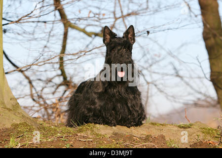 Chien Scottish Terrier (Scottie) noir adultes debout dans un bois Banque D'Images