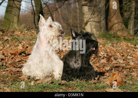 Chien Scottish Terrier / Scottie / deux adultes ( Wheaten et noir ) assis dans une forêt Banque D'Images