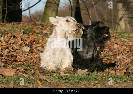 Chien Scottish Terrier / Scottie / deux adultes ( Wheaten et noir ) assis dans une forêt Banque D'Images