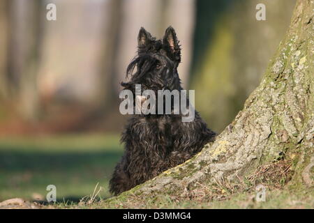 Chien Scottish Terrier (Scottie) portrait noir adultes Banque D'Images