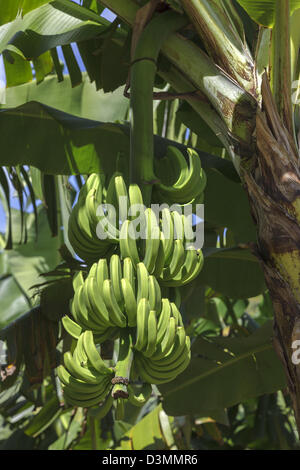 Les bananes qui poussent sur un arbre, St Lucia Banque D'Images