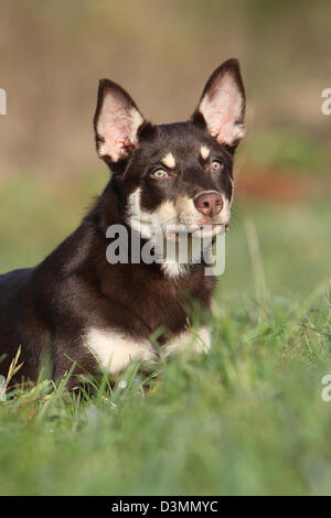 Portrait de jeunes chiens Kelpie de travail Banque D'Images