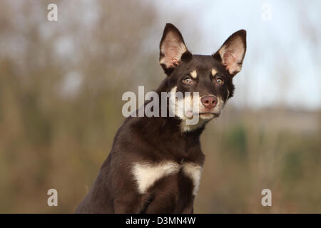 Portrait de jeunes chiens Kelpie de travail Banque D'Images