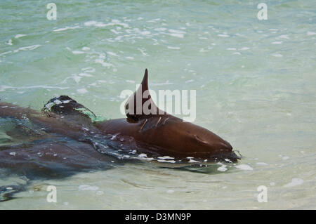 Requins nourrice Ginglymostoma cirratum) (l'accouplement sur un sable peu profond de l'île Andros, Bahamas Banque D'Images