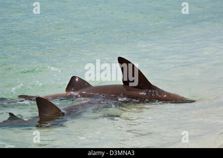 Requins nourrice Ginglymostoma cirratum) (l'accouplement sur un sable peu profond de l'île Andros, Bahamas Banque D'Images