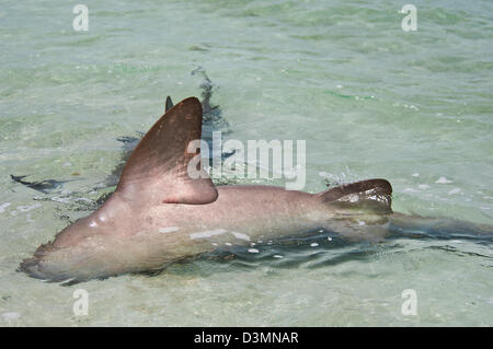 Requins nourrice Ginglymostoma cirratum) (l'accouplement sur un sable peu profond de l'île Andros, Bahamas Banque D'Images