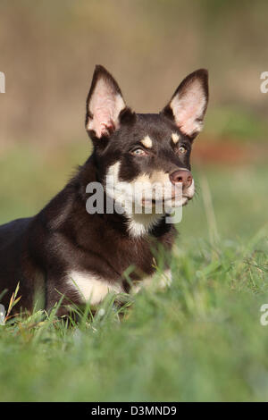 Portrait de jeunes chiens Kelpie de travail Banque D'Images