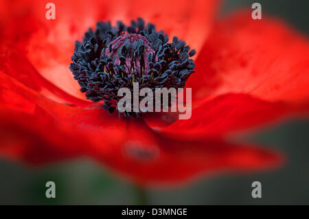 Coquelicot rouge fleurs sauvages grand macro close-up grande guerre symbole Banque D'Images