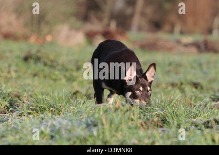 De jeunes chiens Kelpie odeur dans un pré Banque D'Images