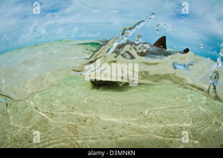 Requins nourrice Ginglymostoma cirratum) (l'accouplement sur un sable peu profond de l'île Andros, Bahamas Banque D'Images