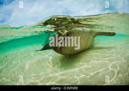 Requins nourrice Ginglymostoma cirratum) (l'accouplement sur un sable peu profond de l'île Andros, Bahamas Banque D'Images