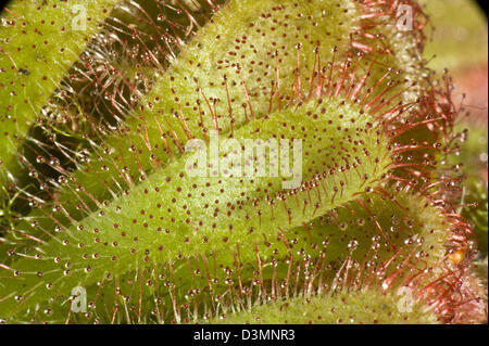 Une plante insectivore sundew Drosera aliciae, collant, avec poils en feuilles Banque D'Images