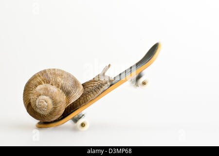 Snail on skateboard Banque D'Images