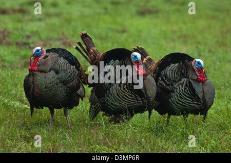Gobblers le dindon sauvage (Meleagris gallopavo) se pavaner près de Spofford Texas Banque D'Images