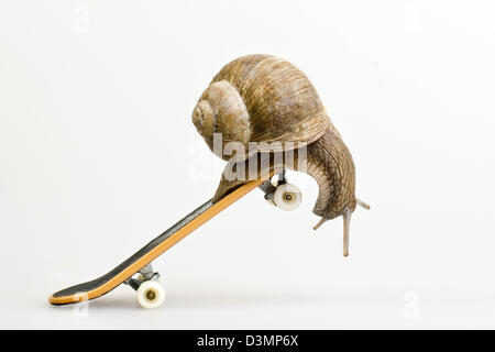 Snail on skateboard Banque D'Images