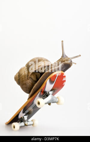 Snail on skateboard Banque D'Images