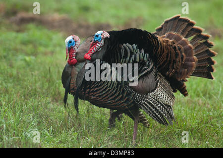 Gobblers le dindon sauvage (Meleagris gallopavo) se pavaner près de Spofford Texas Banque D'Images
