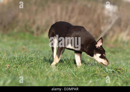 De jeunes chiens Kelpie odeur dans un pré Banque D'Images