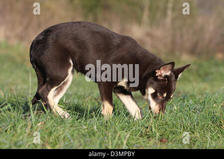 De jeunes chiens Kelpie odeur dans un pré Banque D'Images
